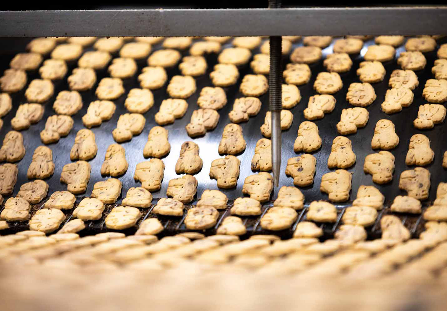 lines of animal cookies on a conveyor